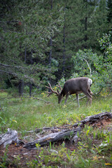 wild boar in the woods