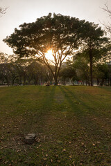 Obraz premium sunset in the park