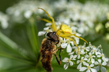 Fly being taken by a yellow crab spider