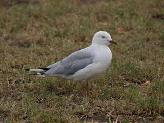 Larus novaehollandiae