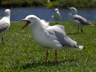 Larus novaehollandiae