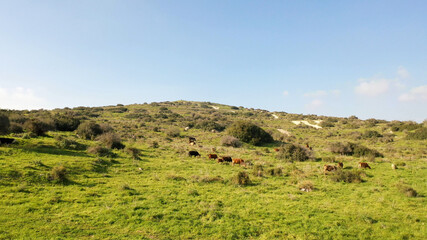 Cow herd with white birds on green hill- aerial view
, Judea plains close to Jerusalem drone view, Israel
