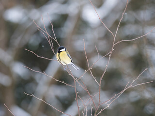 Close up Great tit, Parus major bird perched on the bare tree branch at winter time. Bird feeding concept. Selective focus.