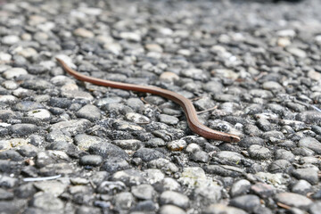 Anguis fragilis, slow worm 