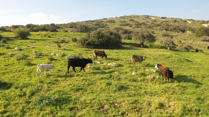 Cow herd with white birds on green hill- aerial view
, Judea plains close to Jerusalem drone view, Israel
