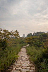 tracking trails at mountain with forest