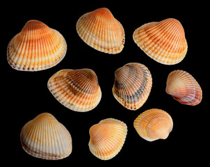 Yellow Cardiidae cockle shells isolated on a black background.
