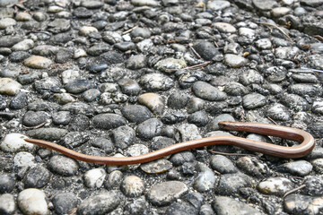 Anguis fragilis, slow worm 