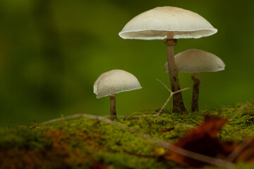 mushrooms in the forest