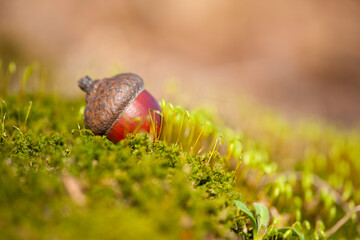 the acorn lies on the green moss of the autumn forest. juicy green moss and acorn, spring in the...