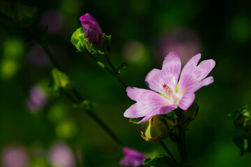 Althaea officinalis. delicate beautiful pink meadow flower. Purple dwarf mallow, Buttonweed flower, Cheeseplant, common mallow, round-leaved mallow. close-up, bokeh, flowers on a green background