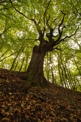 Obraz premium tree in the forest