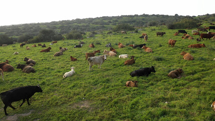 Cow herd with white birds on green hill- aerial view
, Judea plains close to Jerusalem drone view, Israel
