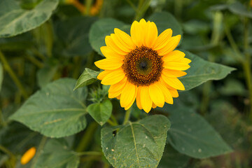 Obraz premium Sonnenblumenfeld im August