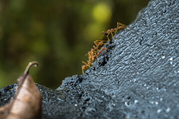 Zbliżenie na czerwone mrówki na szarym kamieniu i zielonym tle. - obrazy, fototapety, plakaty