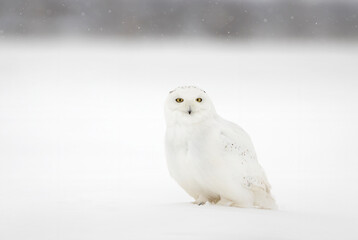 Snowy owl male sitting in the snow on a stormy winter day in Canada 