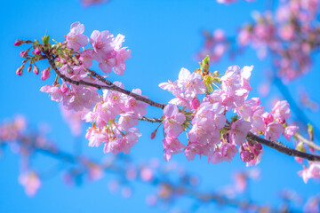 河津桜と青空