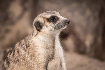The meerkat
