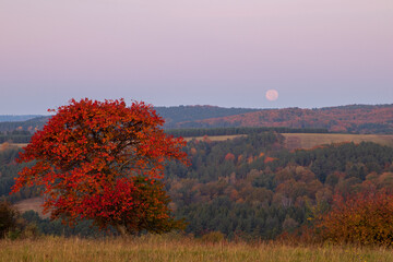 Fototapeta na wymiar autumn landscape with a tree