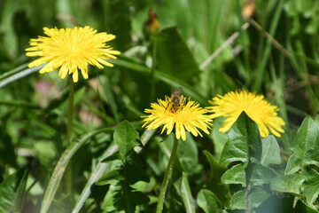 bee on yellow Taraxacum flower collecting pollen