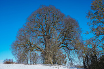 Fototapeta premium Annaline bei Heilbronn im Winter