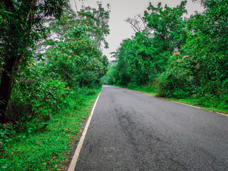 Fototapeta na wymiar tarmac road isolated covered with green lush forest