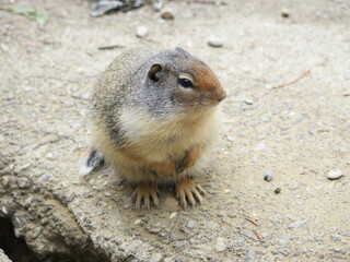 a Columbian Ground Squirrel sitting next to its burrow at the Takakkaw Falls, Yoho National Park, Rocky Mountains, British Columbia, Canada, August