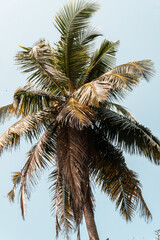 Fototapeta na wymiar Tropikalne palmy kokosowe na tle niebieskiego nieba.