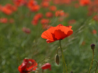 Red poppy. Beautiful poppy flowers. Natural background, red and green field.