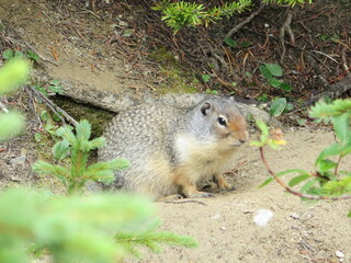 Naklejka na ściany i meble a Columbian Ground Squirrel sitting next to its burrow at the Takakkaw Falls, Yoho National Park, Rocky Mountains, British Columbia, Canada, August