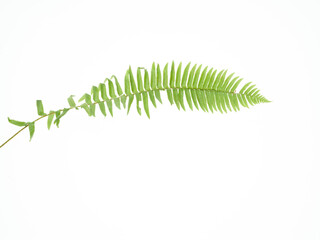 orchids and leaves on white background