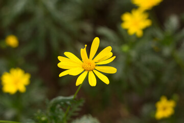 Yellow daisies