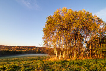 autumn landscape with trees