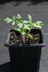 tomato seedlings in a pot