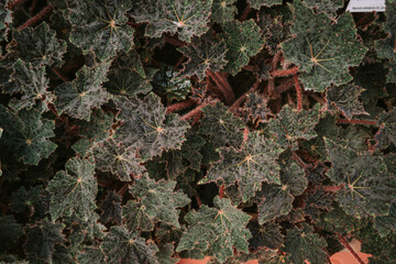 Painted-leaf begonia in Queen Sirikit botanical garden in Chaing Mai