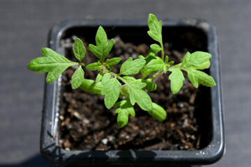 tomato seedlings in a pot