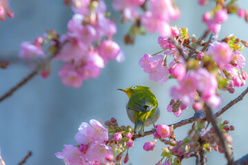 可愛いメジロと河津桜