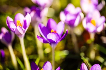 Foto auf Acrylglas Crocuses on a spring meadow, signs of spring © Dagmar Breu