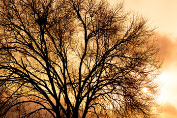 Branches in silhouette of a tree in winter