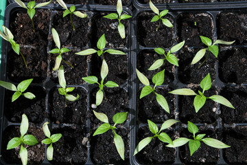 seedlings in a greenhouse, pepper seedlings growing