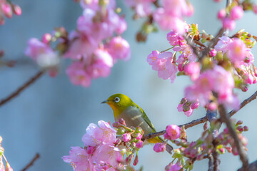可愛いメジロと河津桜