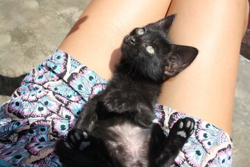 Gato negro en el sol