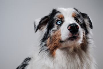 Trained pet with multicolored eyes in white background. Happy dog's portrait concepting trust and innocence.