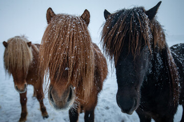 close look at icelandic ponies head with hairs over eyes during a snow fall in the winter Iceland 