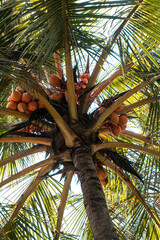 Drzewo palmy kokosowej, pełne pięknych pomarańczowych owoców.