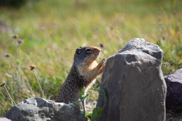 marmot in the mountain