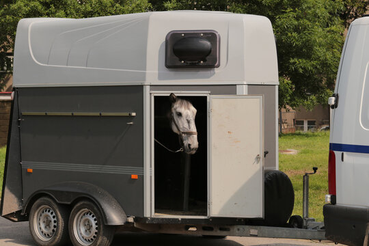 horse in towing horse trailer looking out