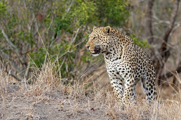 Leopard male walking on the plains in Sabi Sands Game Reserve in the Greater Kruger Region in South Africa