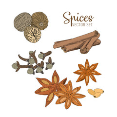 A set of spices - cinnamon, star anise, cloves, nutmeg. Vector sketch illustration.