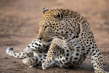 Leopard male resting in Sabi Sands Game Reserve in the Greater Kruger Region in South Africa
